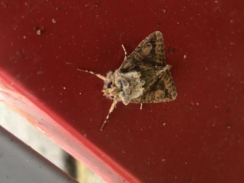 Allophyes oxyacanthae